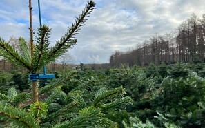 Selv om flere efterspørger øko-juletræer, så tøver producenterne med at omlægge