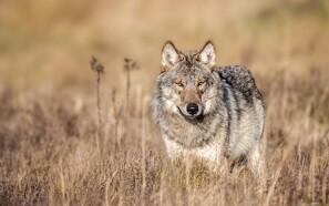52 forskellige ulve er registret i Danmark