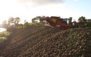 Første fund i Danmark: Farlig nematode kan true kartoffelavl