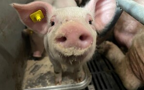 Noteringen falder i uge to - udsætter 250.000 grise