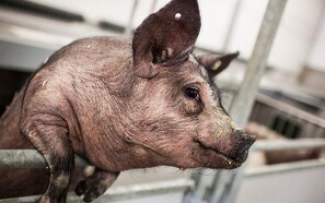 Kortlægning af grises gener kan føre til ny medicin til mennesker