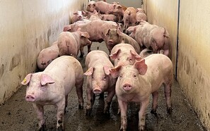 Noteringen falder igen - 270.000 grise udsættes