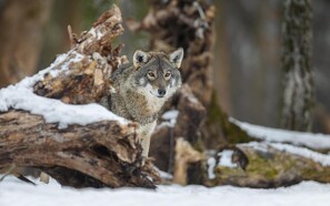 150 får udsat for muligt ulveangreb