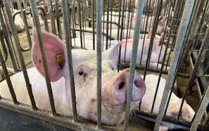1.100 grise reddet ud af brændende stald