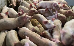 Uændret grisenotering for uge fem - 257.000 grise udsættes