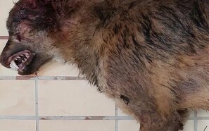 Trafikdræbt ulv er identificeret med DNA