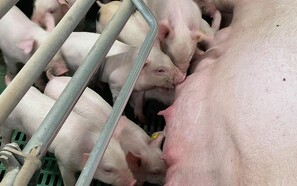 Kina vil sænke antallet af grise