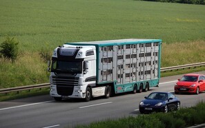 Flere års fængsel for smugling af hash i grisetransport