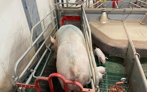 Ny dyrevelfærdsaftale: Det betyder den for grise
