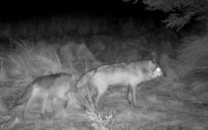 Nyt ulvepar har formentlig etableret sig i Nordjylland