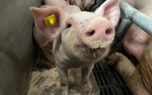 Amerikansk landbrugsminister vil stoppe dyrevelfærdslov