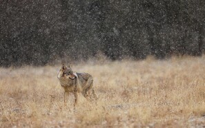 Op til 50 ulve i Danmark