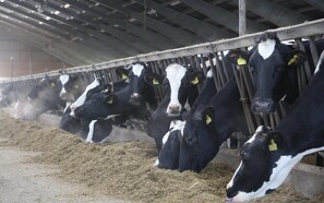 Nyt fodertilskud reducerer risikoen for mælkefeber