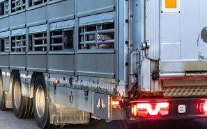 Dyreværnsorganisation: Forskning frikender ikke transport af danske smågrise