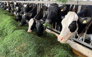 Staldfodring med frisk græs forbedrer både klima, sundhed og økonomi