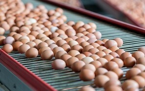 Ægproducent dømt for dødstrusler: Tilsyn i stald løb af sporet