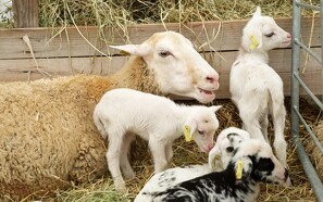Fårets Dag midt i højsæsonen for nyfødte lam