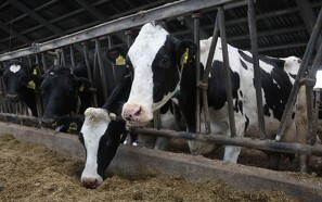 Mælkeprisen fortsætter uændret i april