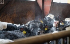 Sydeuropæisk forår for oksekød