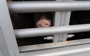 Væltet grisetransport spærrer motorvej i begge retninger