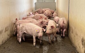 Eksport af smågrise giver millionoverskud til griseproducent