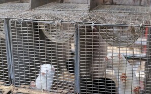 EU-Kommissionen beskyldes for løftebrud i lovgivning om dyr i bur