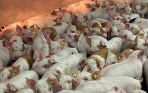 Smågriseandelsejerskab skal holde grise i Danmark