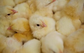 Dansk virksomhed afsætter en halv milliard daggamle kyllinger