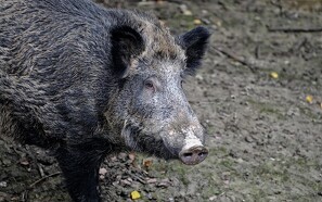 Debat: Vildsvinehegnet ved grænsen kan redde dansk svineeksport