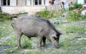 Svinepesten stiger med tre nye smittede vildsvin i Tyskland