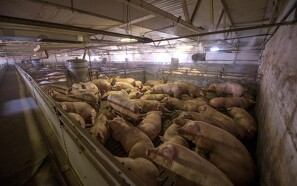 Til trods for svinepest eksporterer Rusland store mængder kød