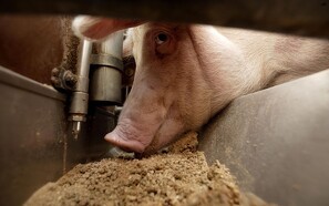 Internationalt udsyn skal styrke dansk svineproduktion