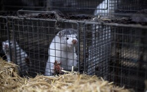 Myndigheder tiltvinger sig adgang til gård: Aflivning af mink kan begynde