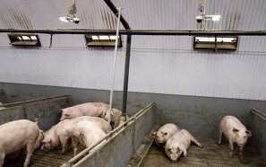 Tysk svinenotering forbliver lav: Men stemningen vender