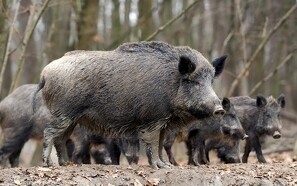 Belgien erklæret officielt fri for afrikansk svinepest