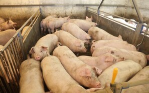 Prispresset på det tyske slagtesvinemarked aftager
