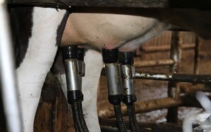 Dansk viden om mælkeproduktion eksporteres online til Kina