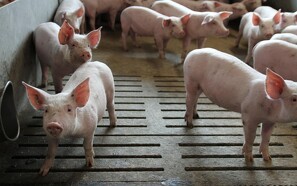 Den globale svinebestand øget med 15 procent i 2021