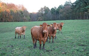 Friland og Danish Crown Beef slår kødkvægskoncepter sammen