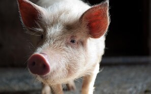 Svinepest konstateret på danskejet svinelandbrug i Rusland