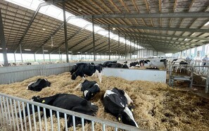 Fødevarestyrelsen tilbyder gratis abortundersøgelser hos kvæg