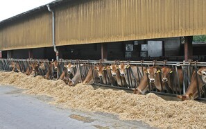 Kvægbestanden falder