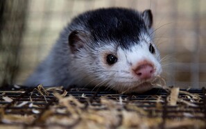 Over 60 dyrevelfærdsorganisationer samler underskrifter: Vil forbyde pelsproduktion i EU