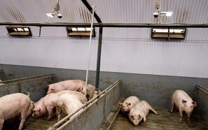 Rekordhøje kornpriser vil presse svineproducenter: - Nogle vil falde fra