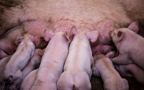 Landmand frifundet: Brændte grise af i halmfyret