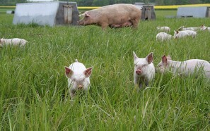 Tillæg til økologisk svinekød sætter ny rekord