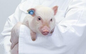 Lille gris udviklet til forskning