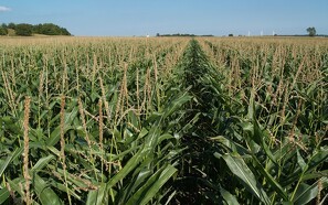 Fire GMO-majs er parat til godkendelse