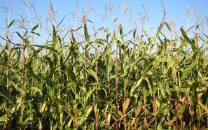 ØL: GMO-forbud vil styrke landbrugets konkurrenceevne