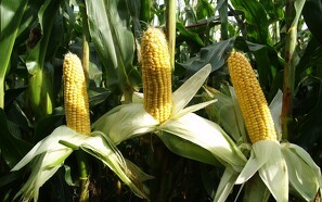 19 EU-lande siger nej til GMO-majs